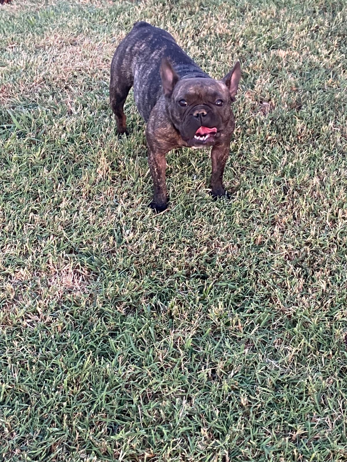 French Bulldog Female breeder image 8