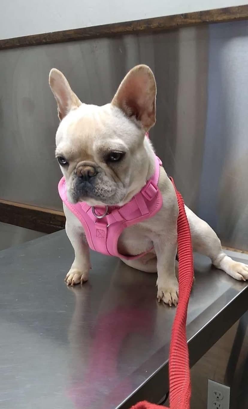 French Bulldog Female breeder image 9