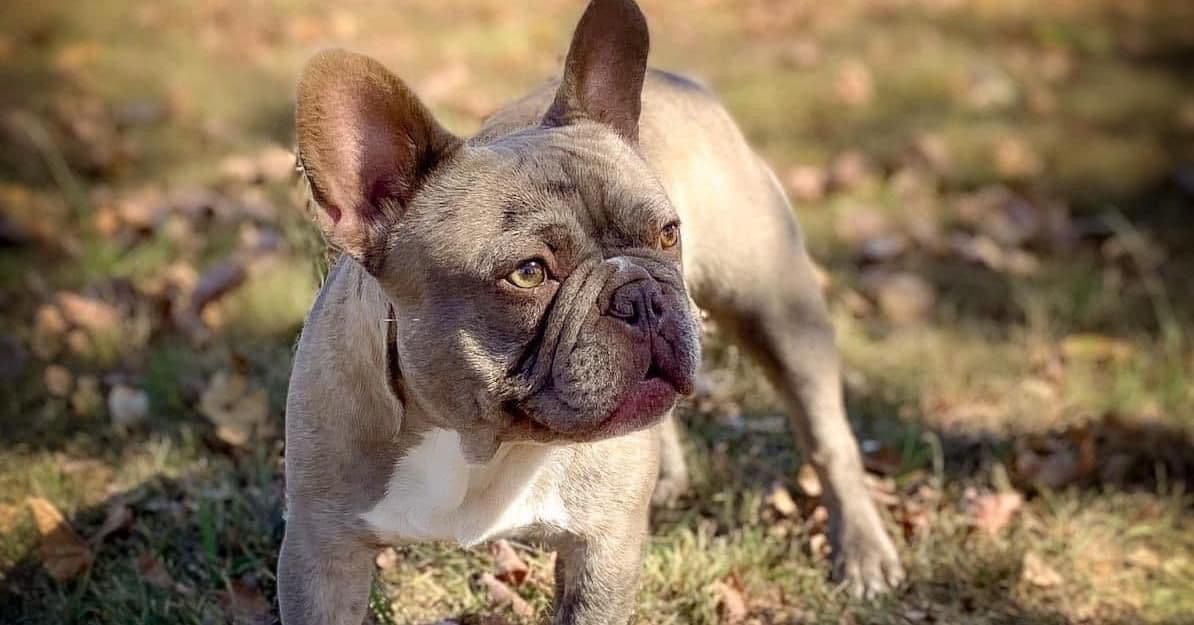 French Bulldog Female breeder image 10