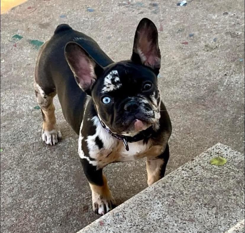 French Bulldog Female breeder image 11