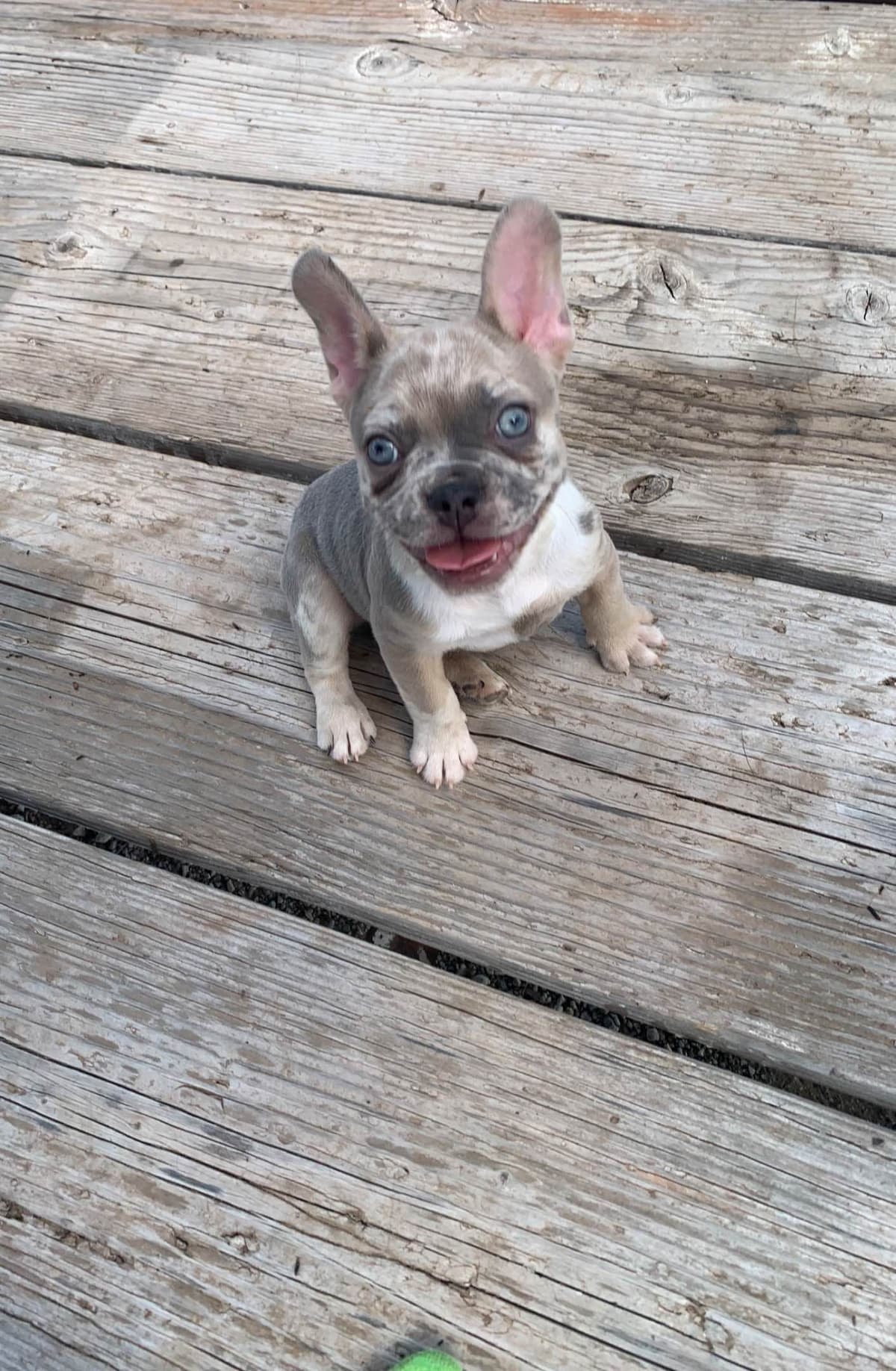 French Bulldog Female breeder image 14
