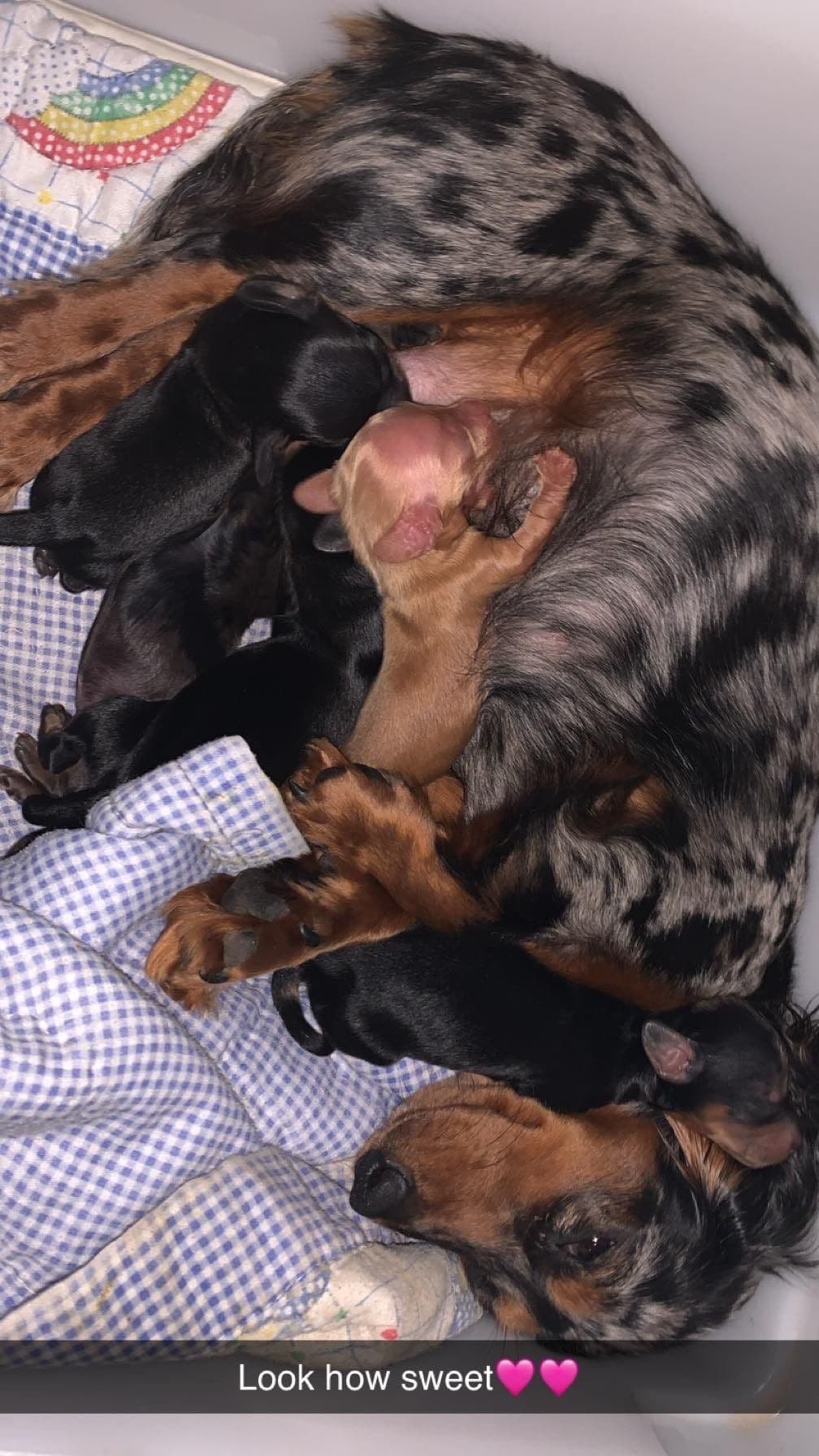 French Bulldog Female breeder image 15