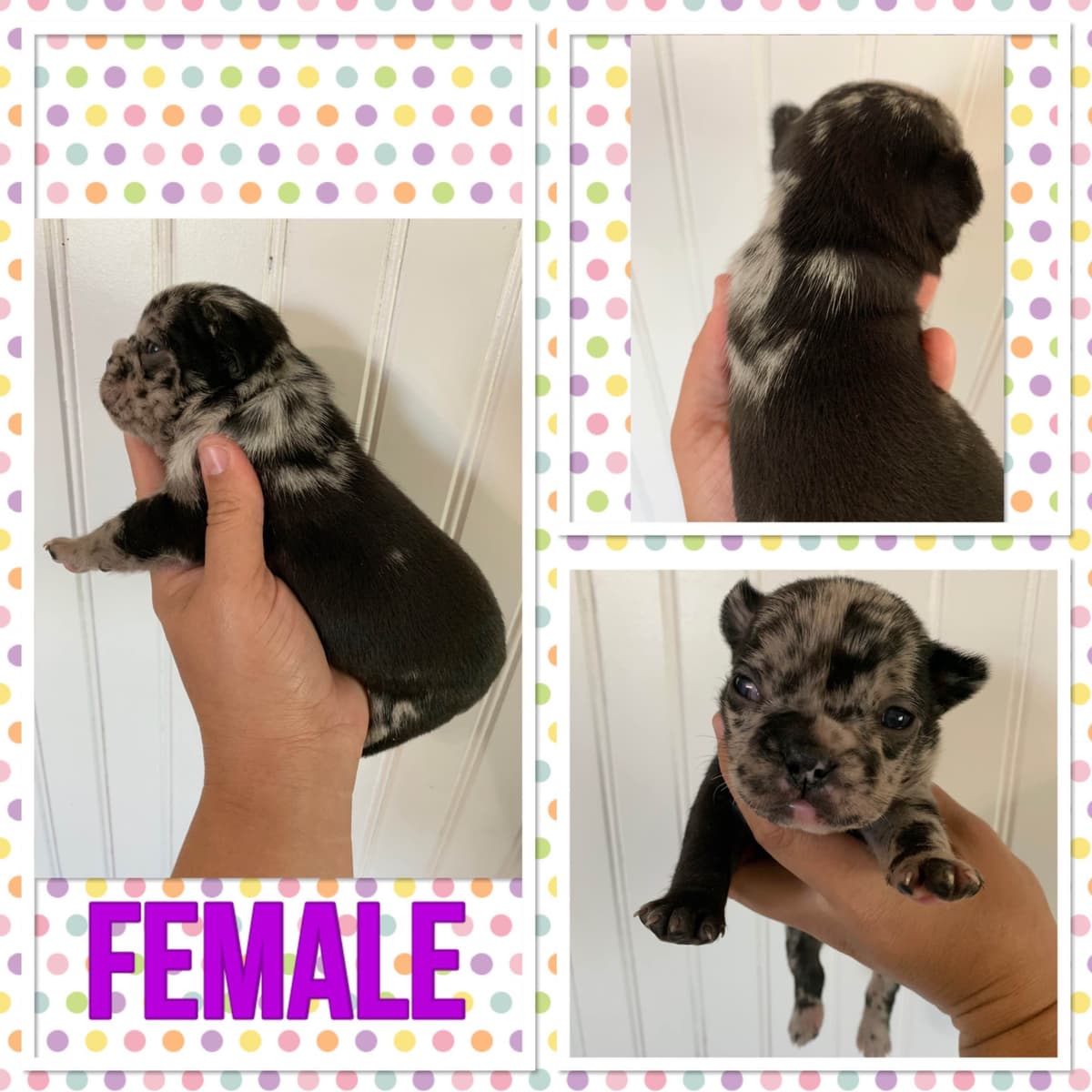 French Bulldog Female breeder image 16