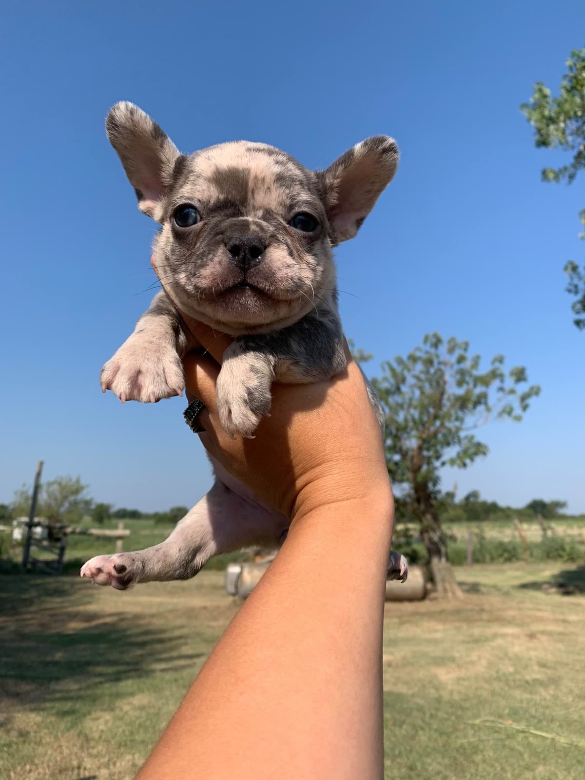 French Bulldog Female breeder image 19