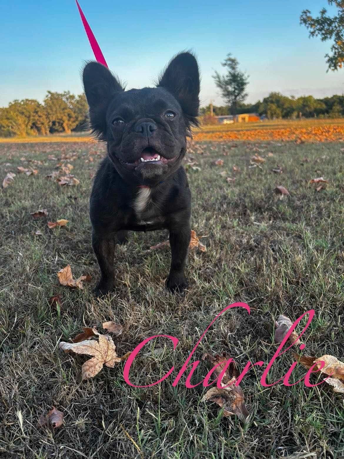 French Bulldog Female breeder image 18