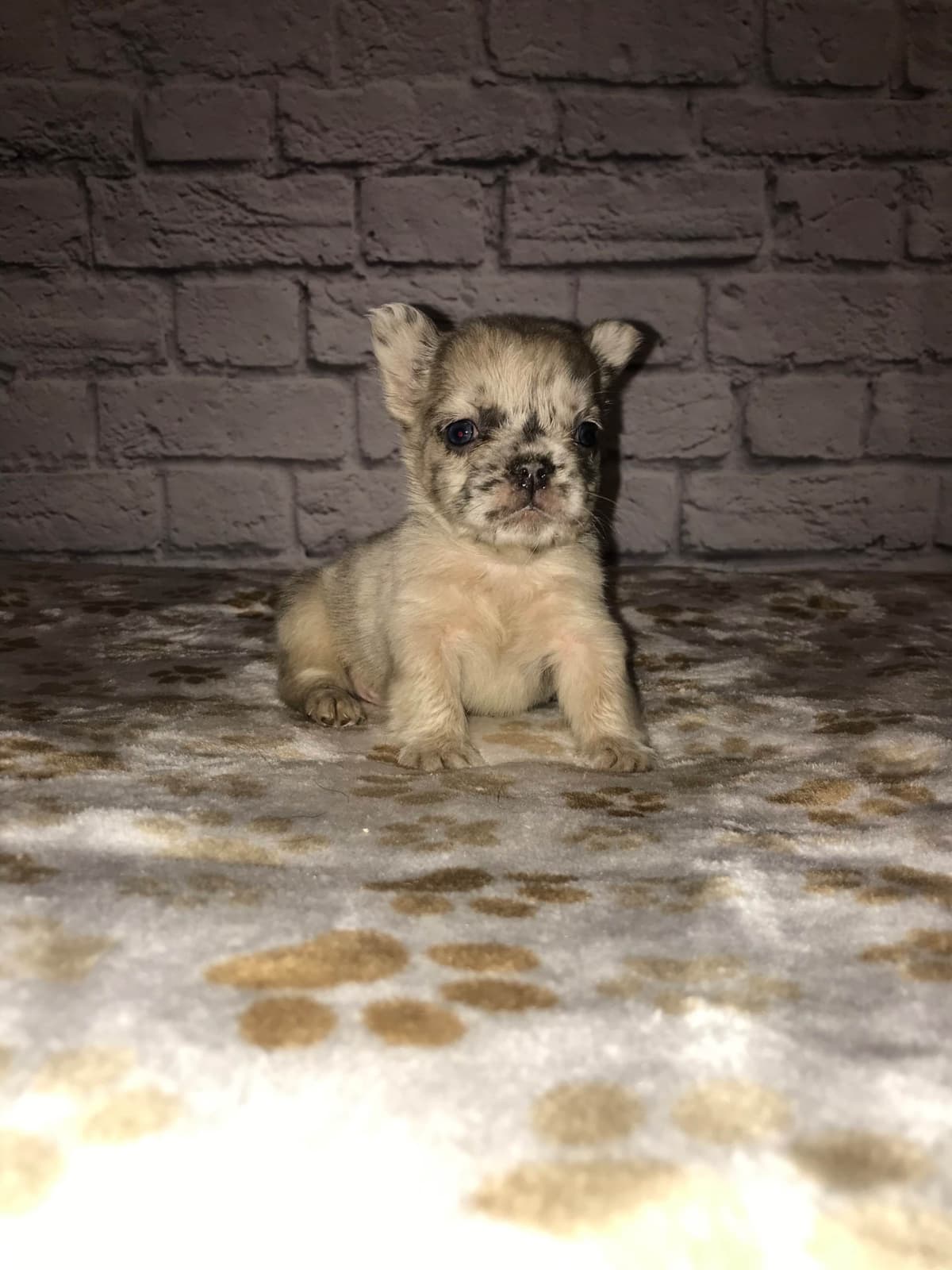 French Bulldog Female breeder image 22