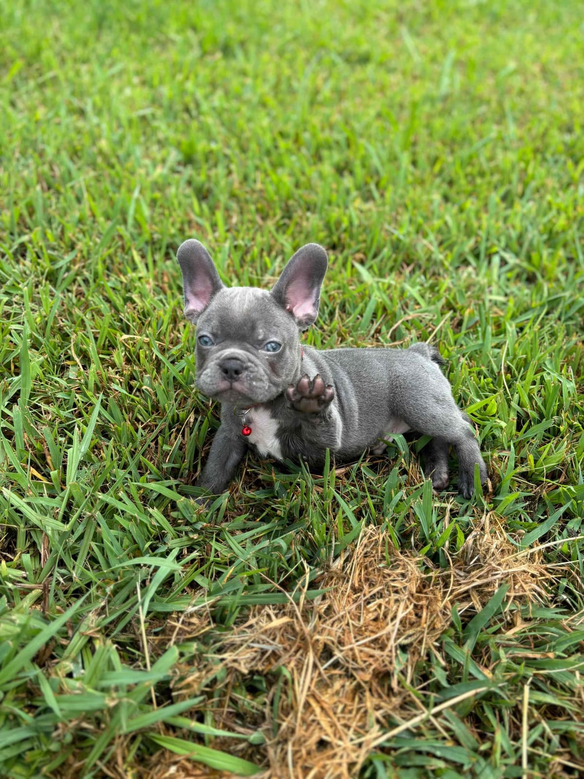 French Bulldog Female breeder image 25