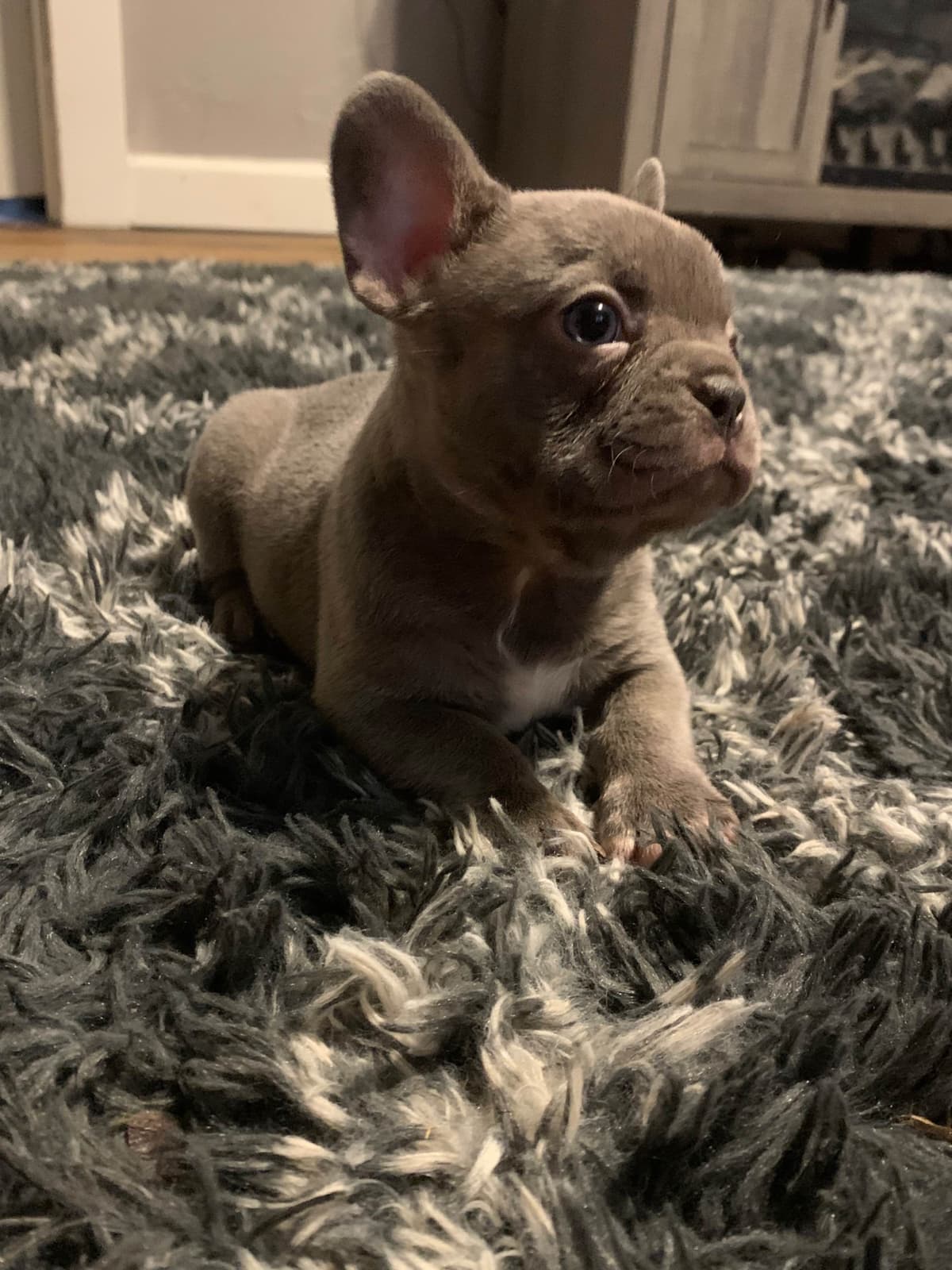 French Bulldog Female breeder image 26