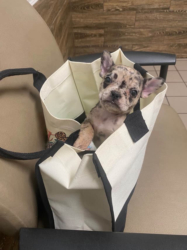 French Bulldog Female media 2