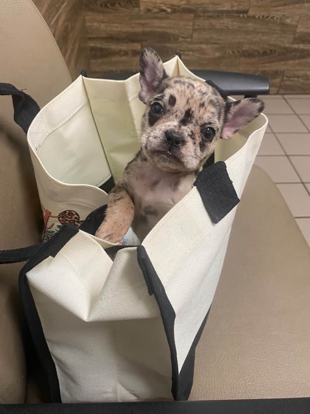 French Bulldog Female media 4