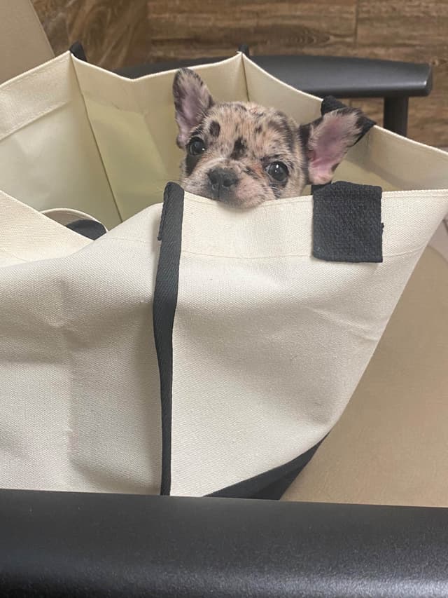 French Bulldog Female media 3