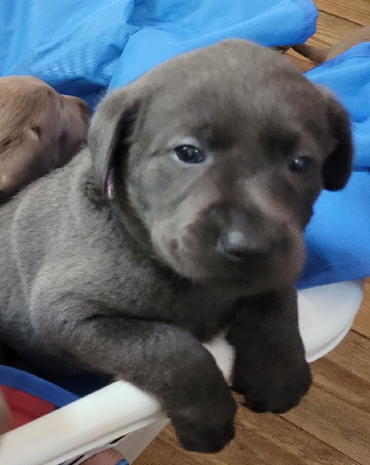 Labrador Retriever Puppies breeder image 1