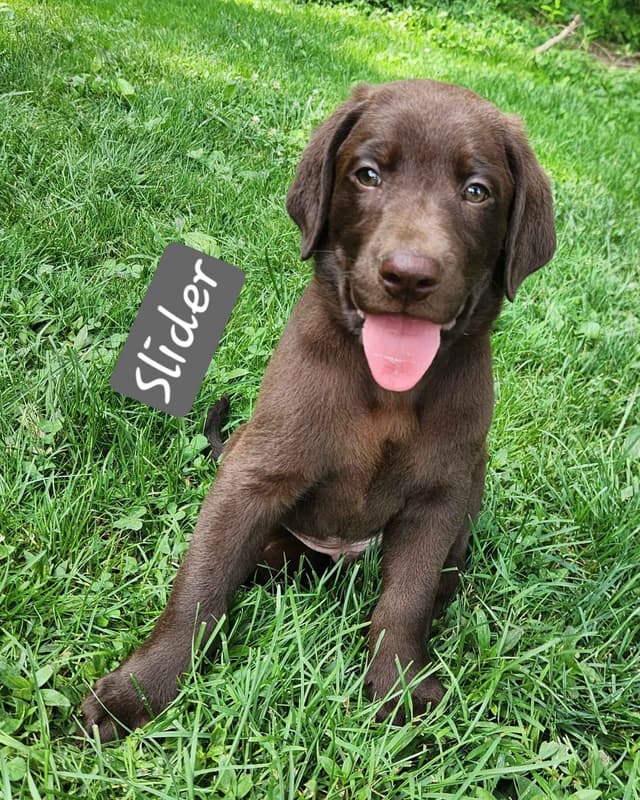 Labrador Retriever Puppies media 2