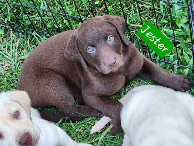 Labrador Retriever Puppies media 3