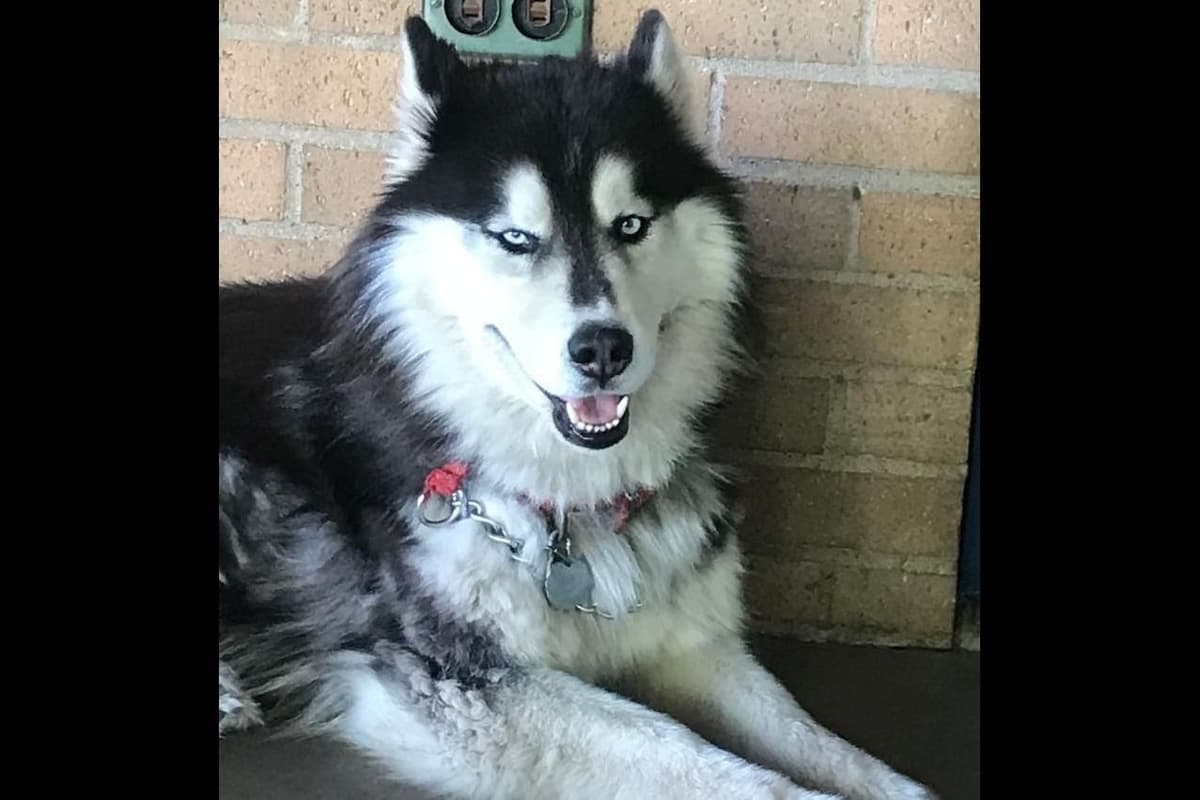 Siberian Husky Puppies breeder image 1