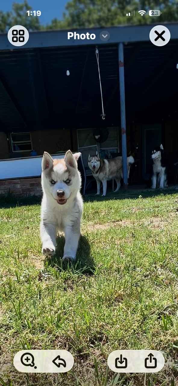 Siberian Husky Puppies media 2