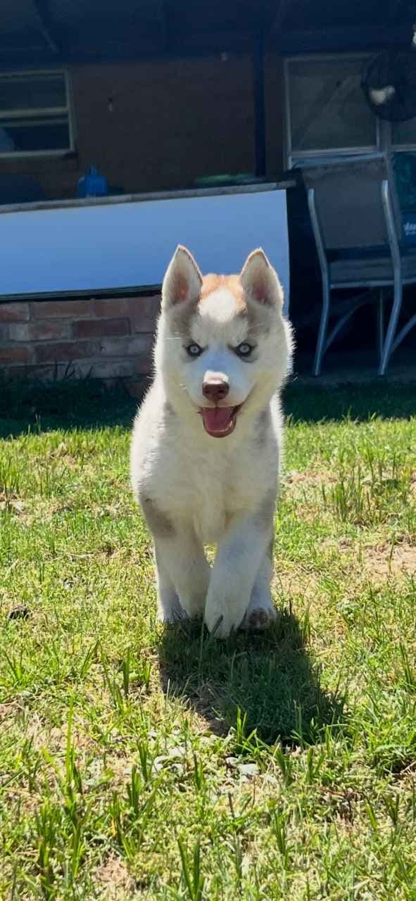 Siberian Husky Puppies media 3