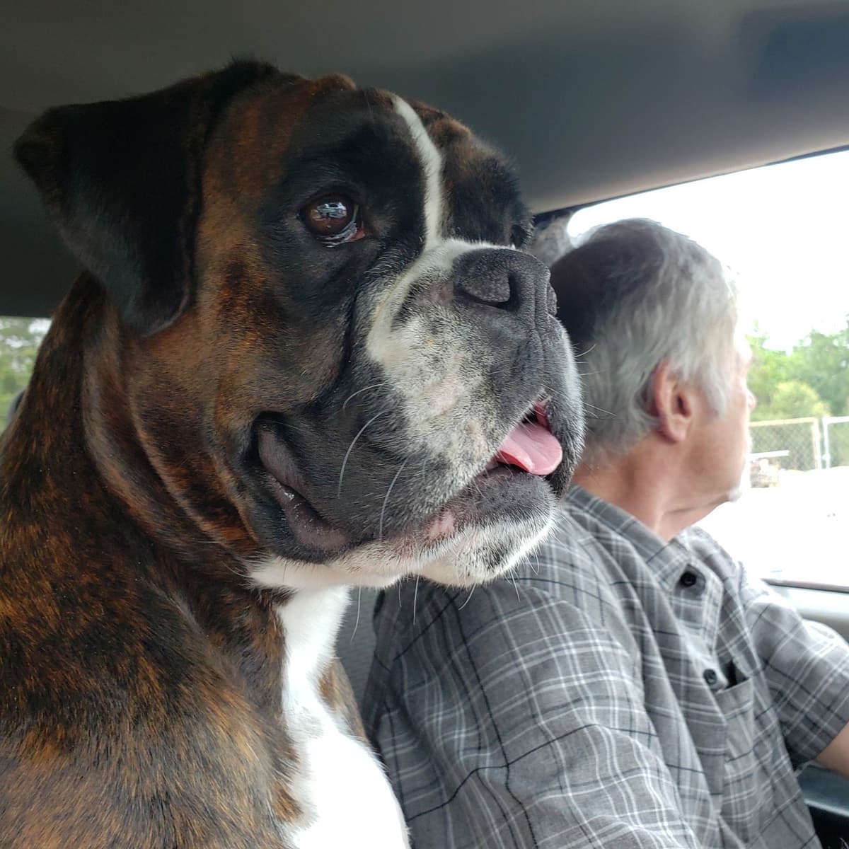 Boxer Puppies breeder image 6
