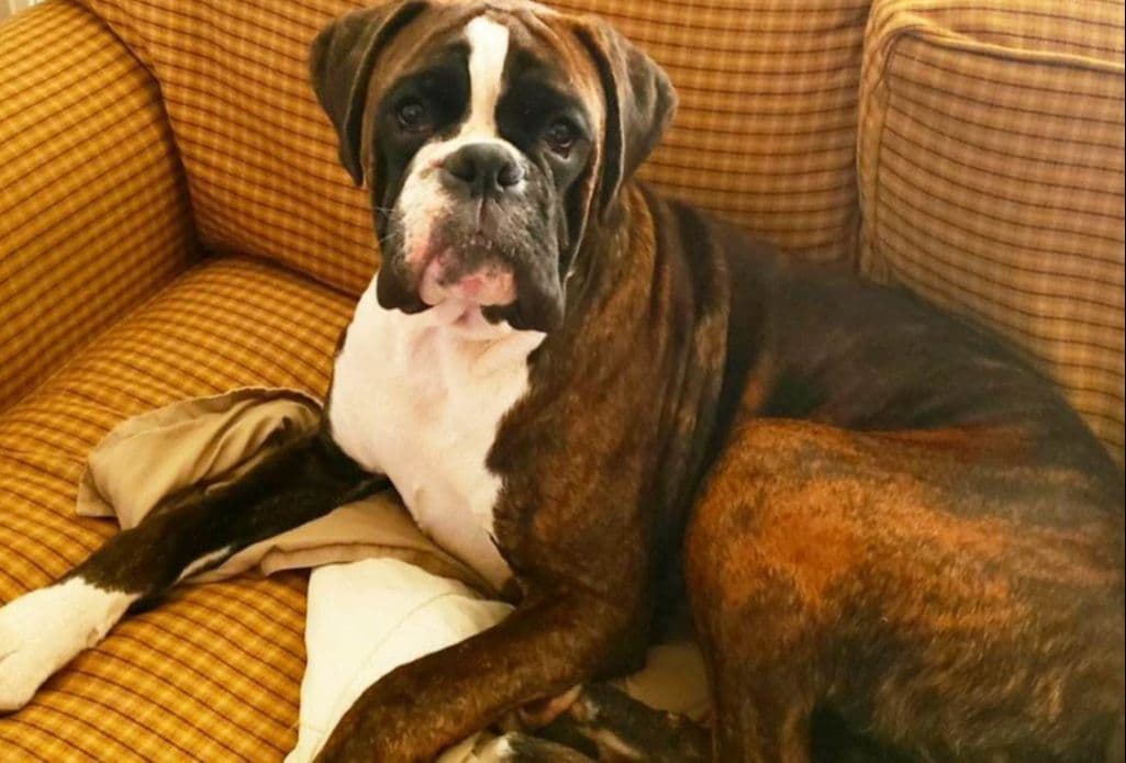 Boxer Puppies breeder image 5