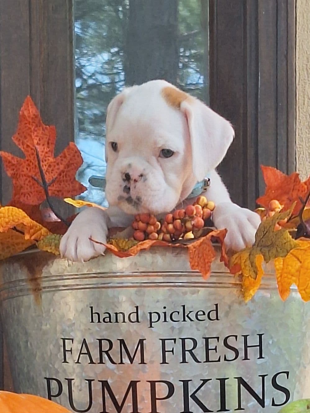 Boxer Puppies breeder image 1
