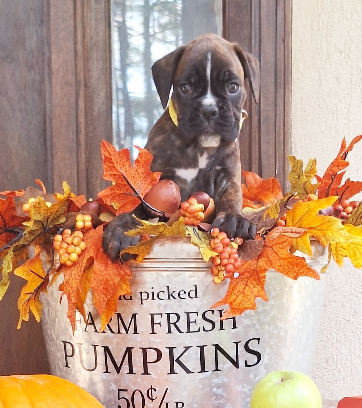 Boxer Puppies breeder image 2