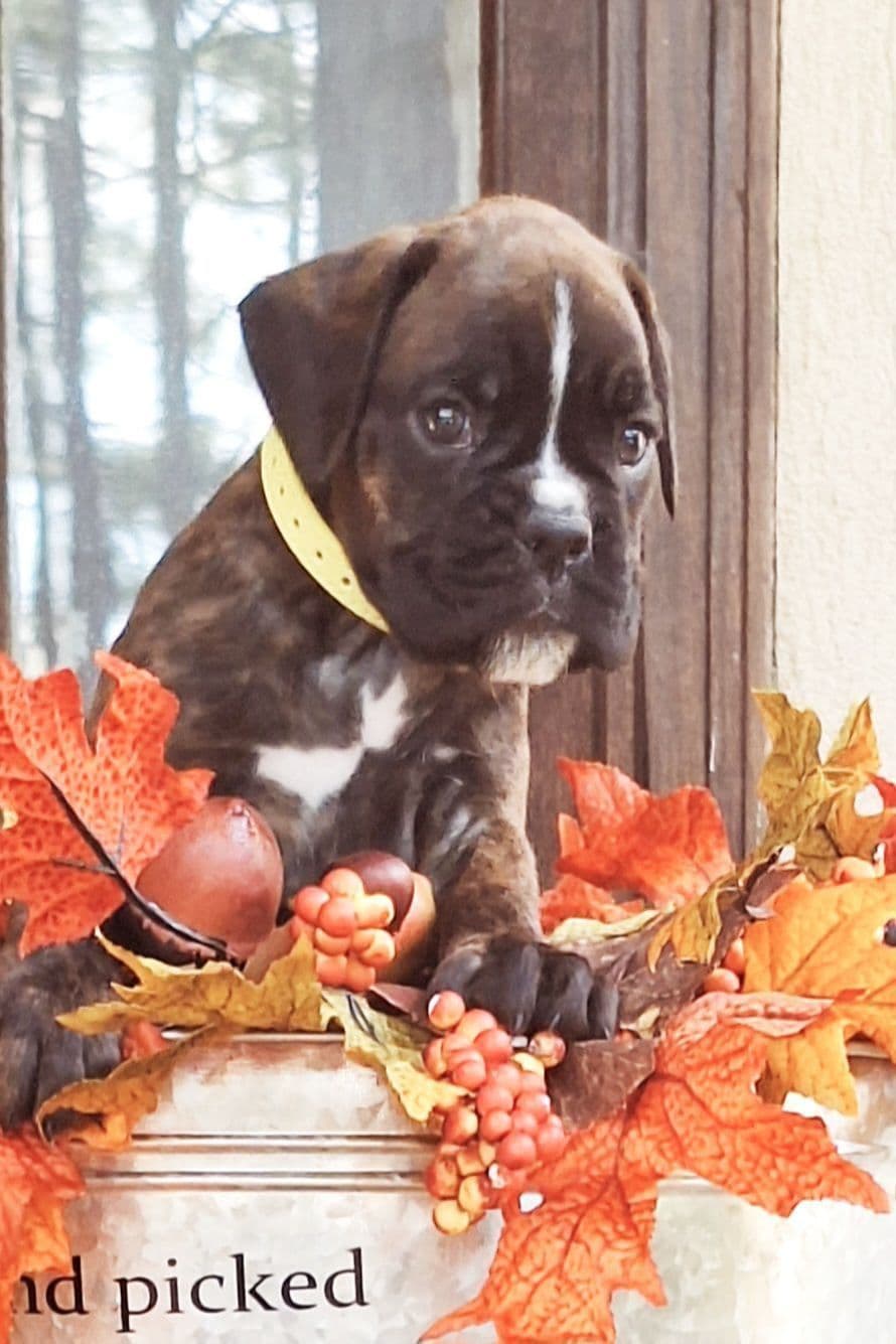 Boxer Puppies breeder image 3