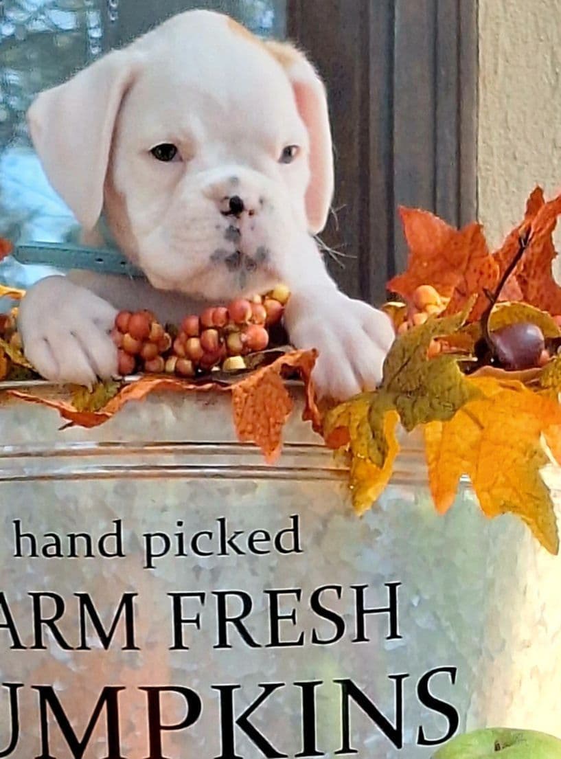 Boxer Puppies breeder image 4