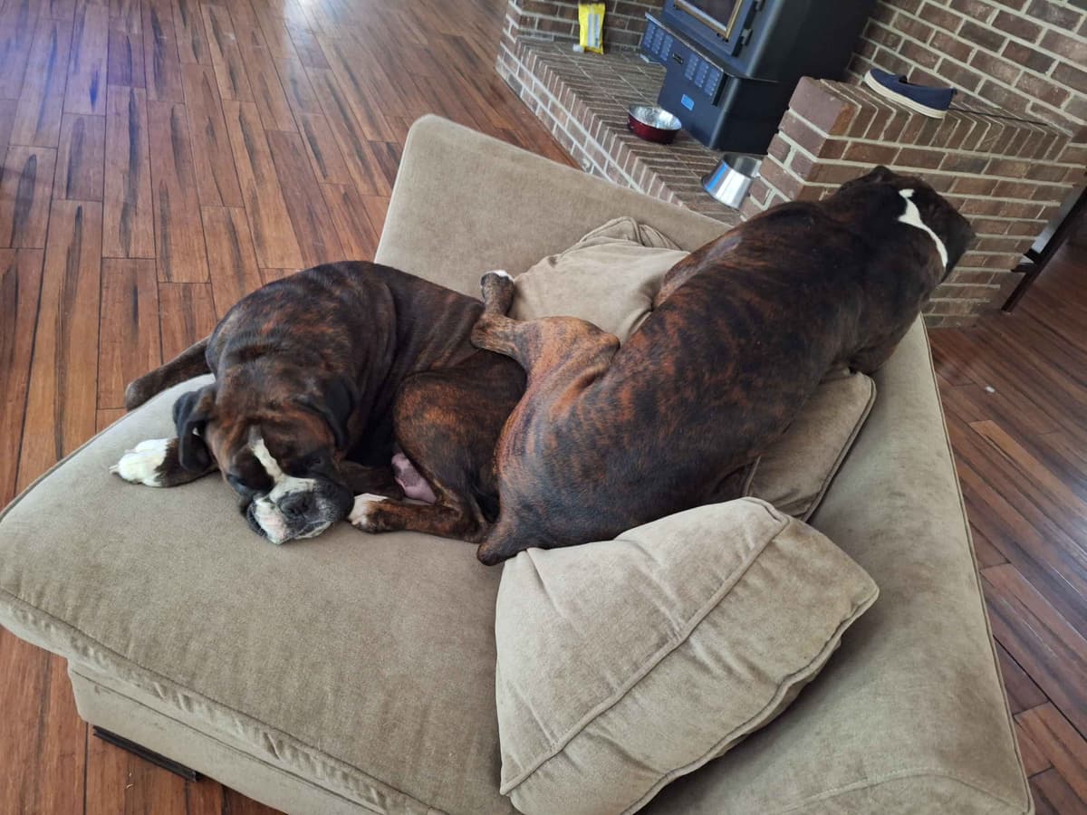Boxer Puppies breeder image 7