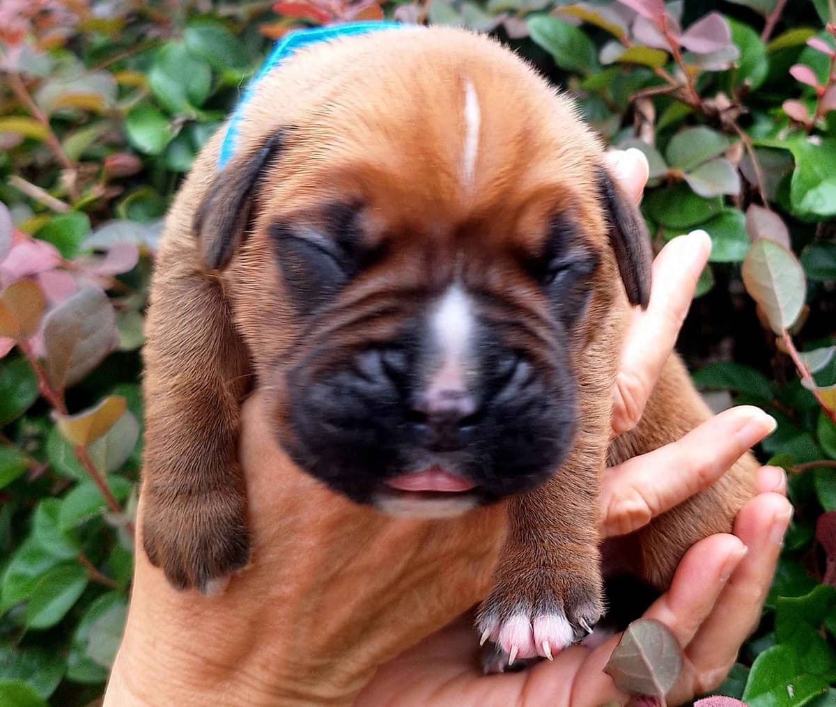 Boxer Puppies breeder image 9