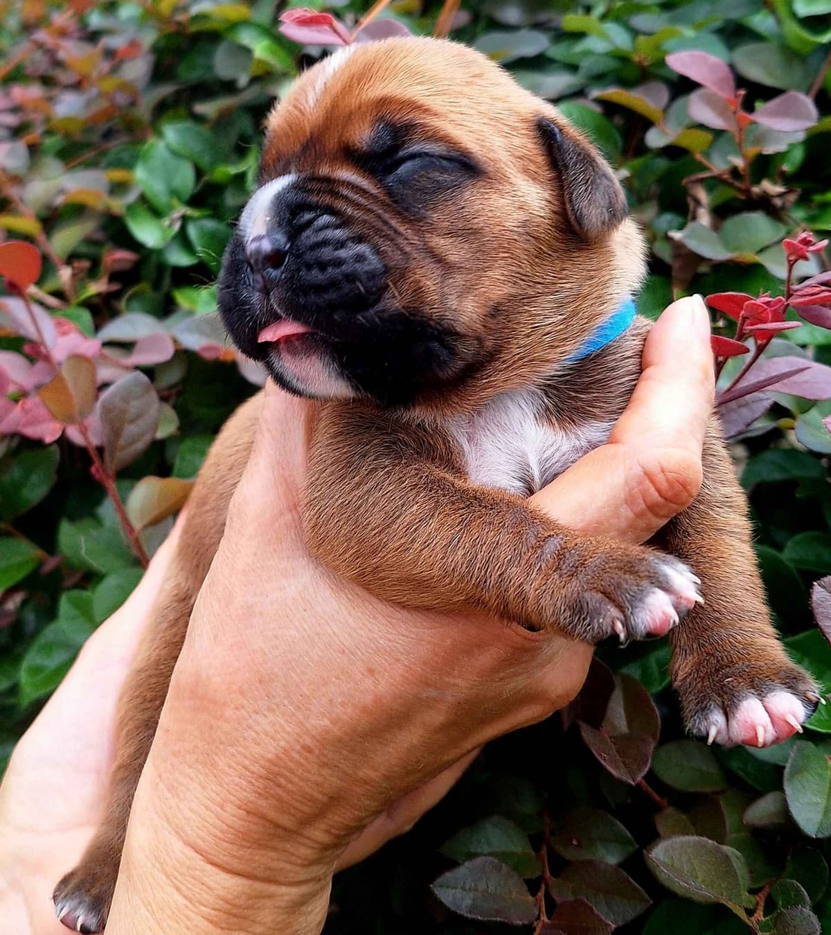 Boxer Puppies breeder image 10