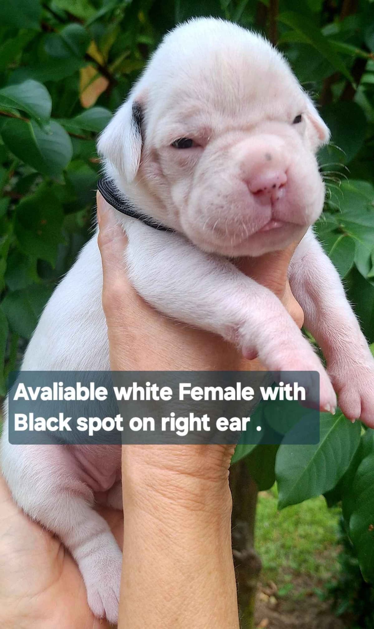 Boxer Puppies breeder image 11