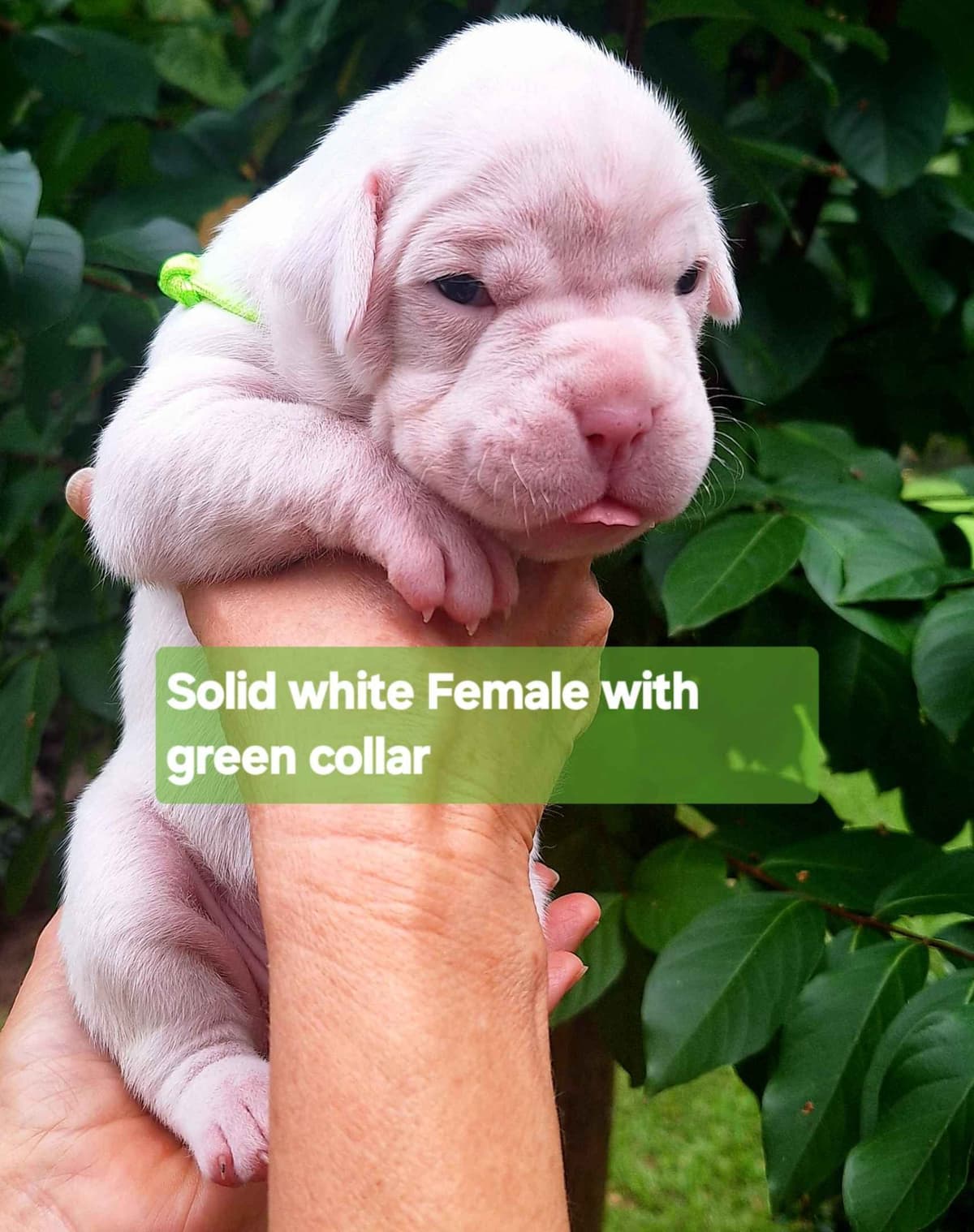 Boxer Puppies breeder image 12
