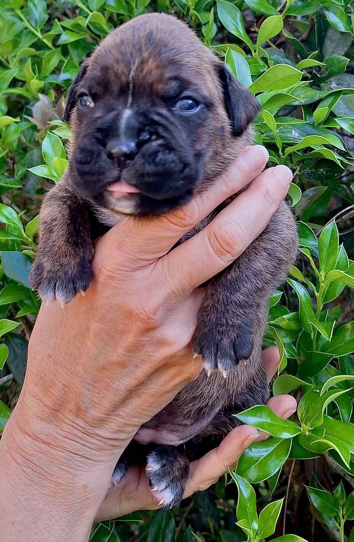 Boxer Puppies breeder image 13