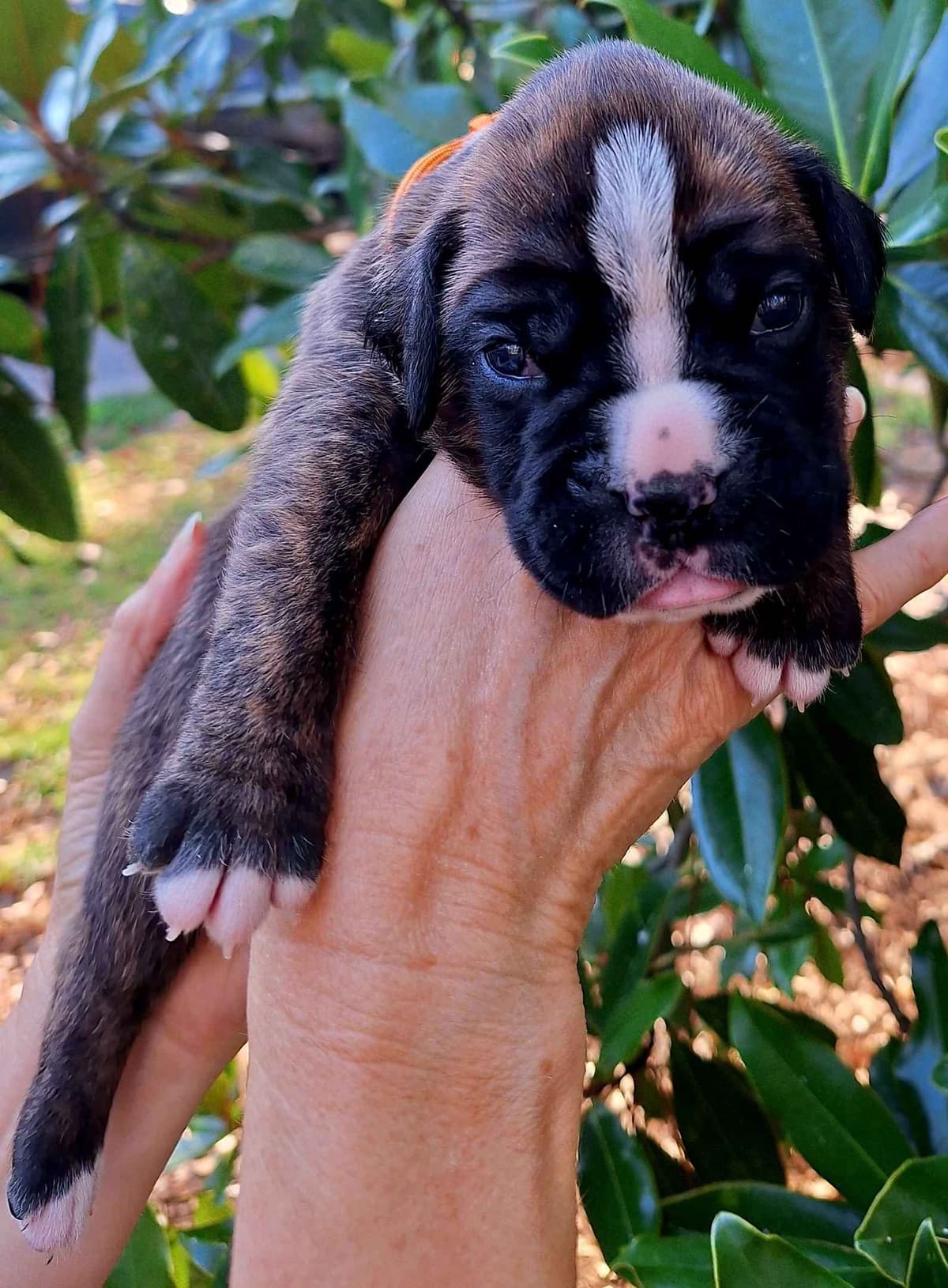 Boxer Puppies breeder image 16