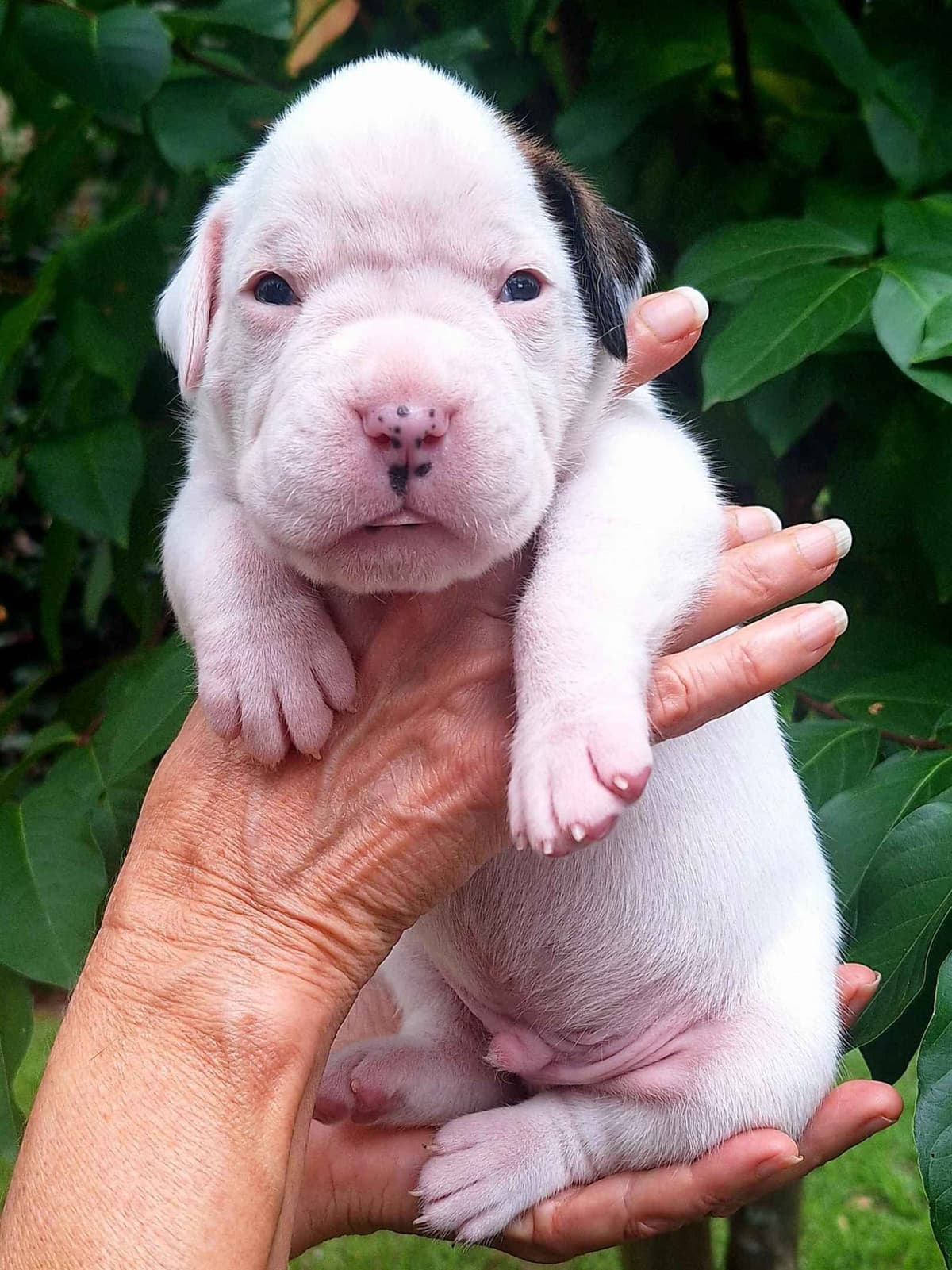 Boxer Puppies breeder image 15