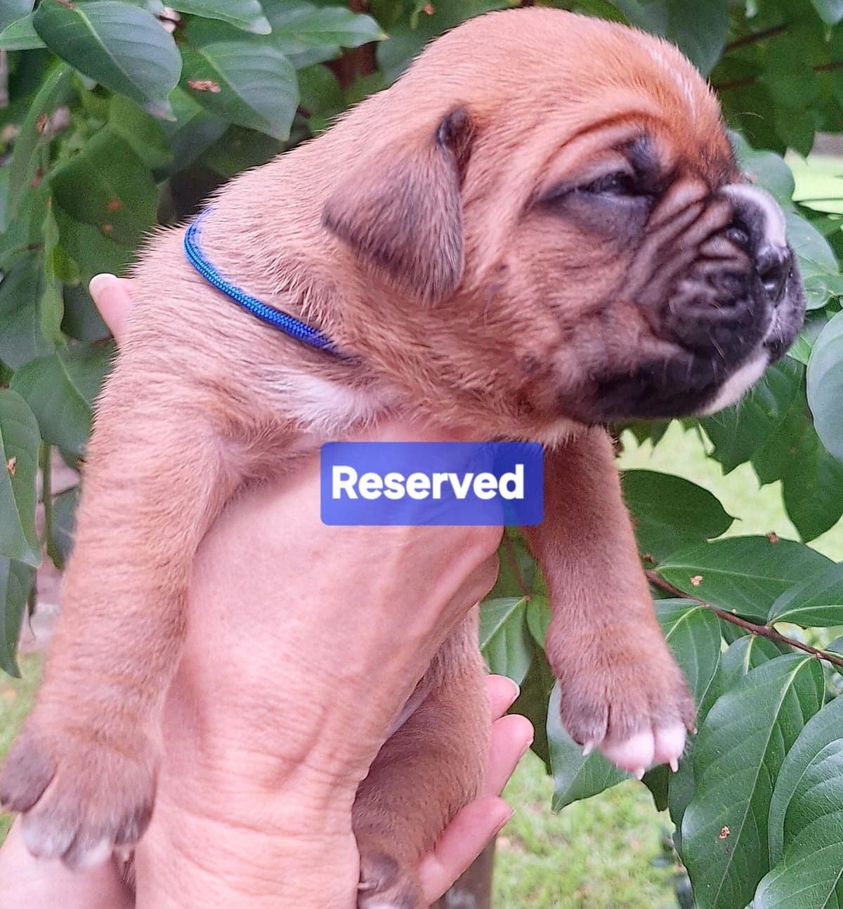 Boxer Puppies breeder image 17