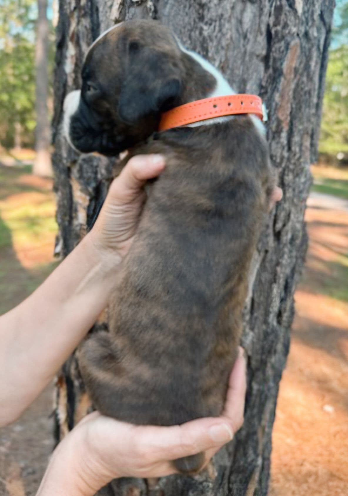 Boxer Puppies breeder image 18