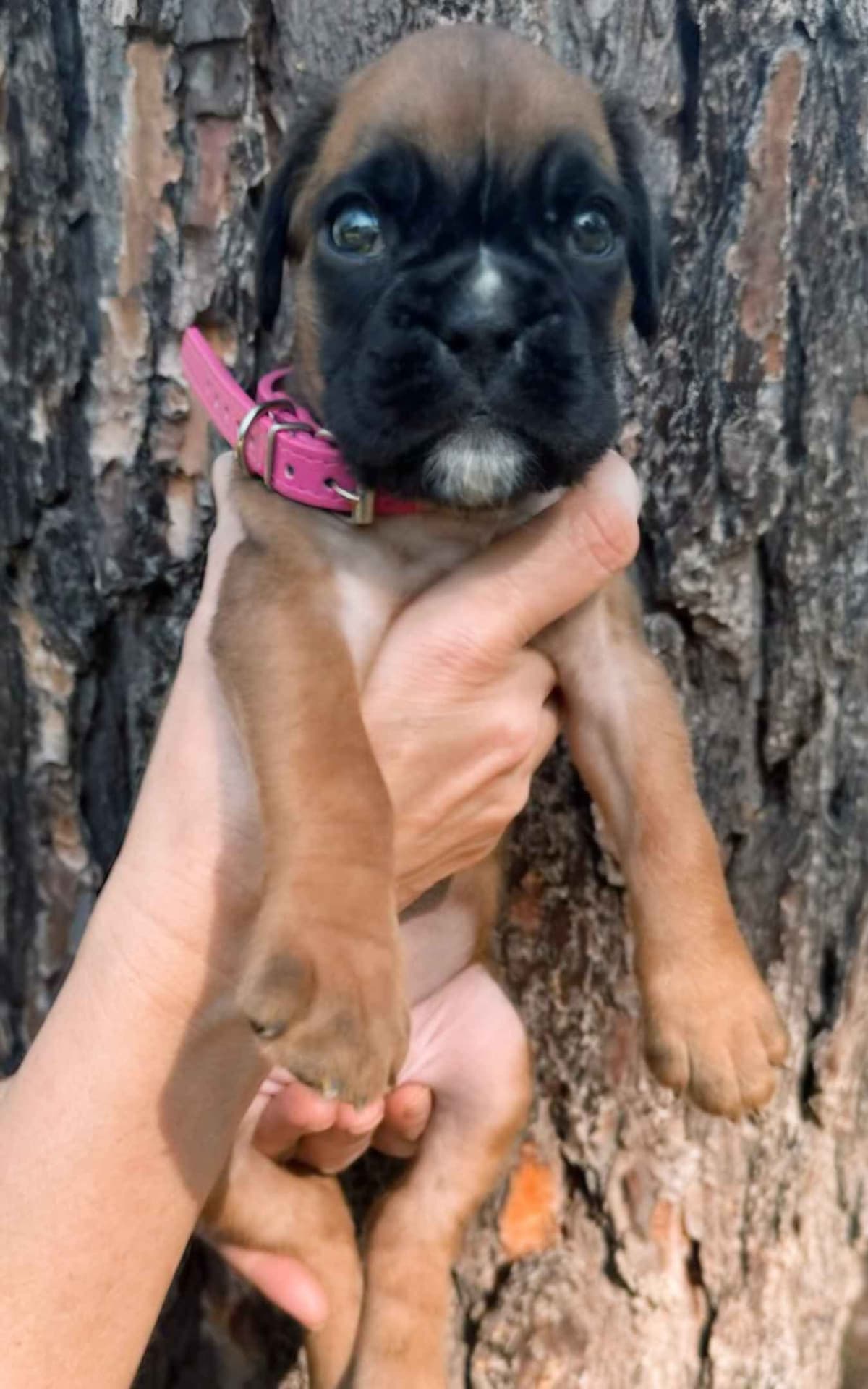 Boxer Puppies breeder image 20