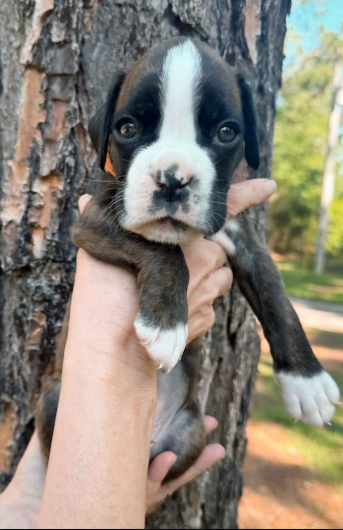 Boxer Puppies breeder image 22