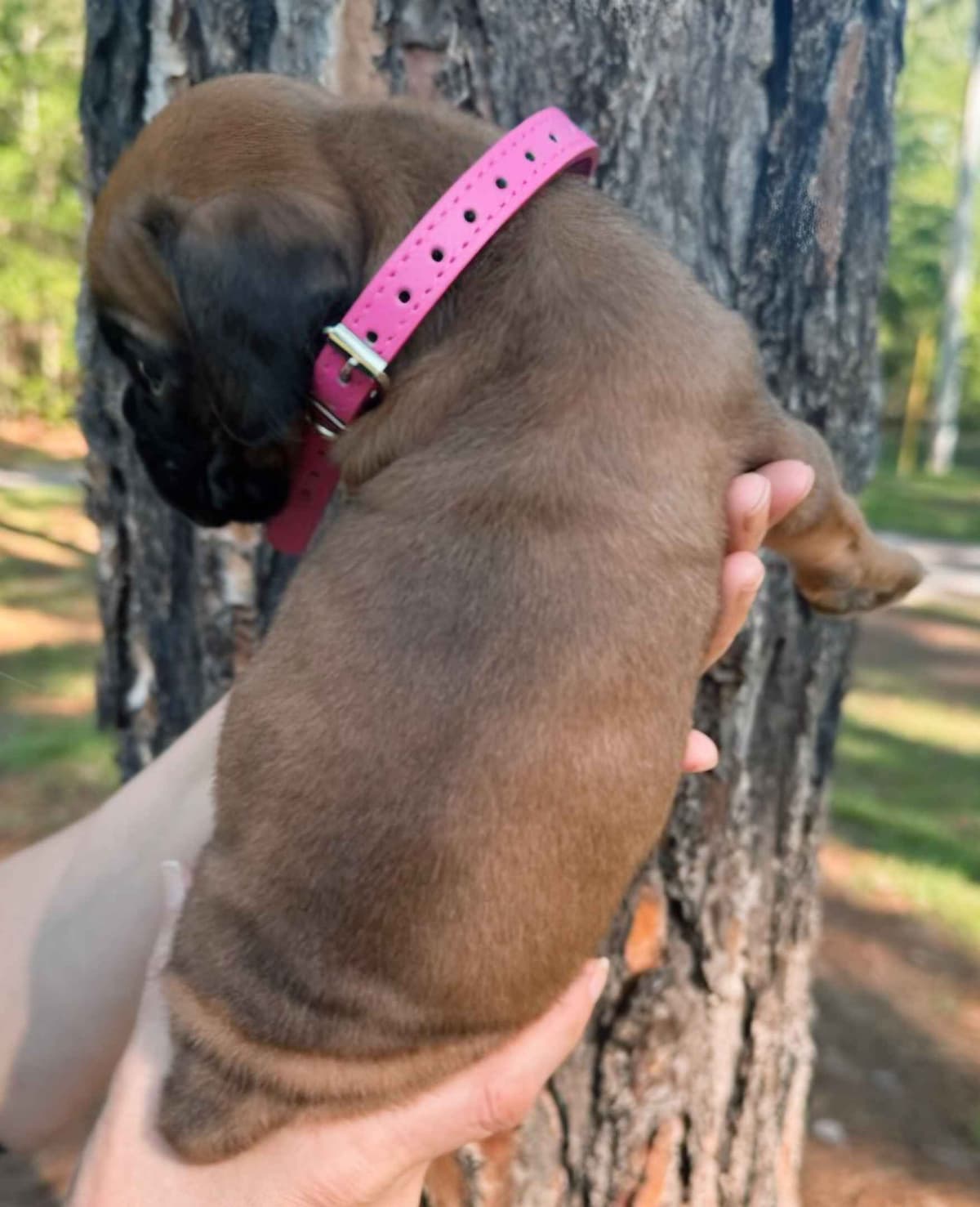 Boxer Puppies breeder image 19
