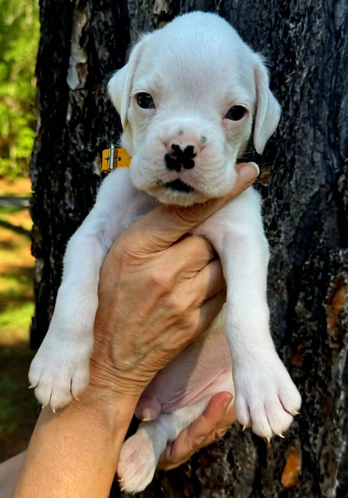 Boxer Puppies breeder image 21