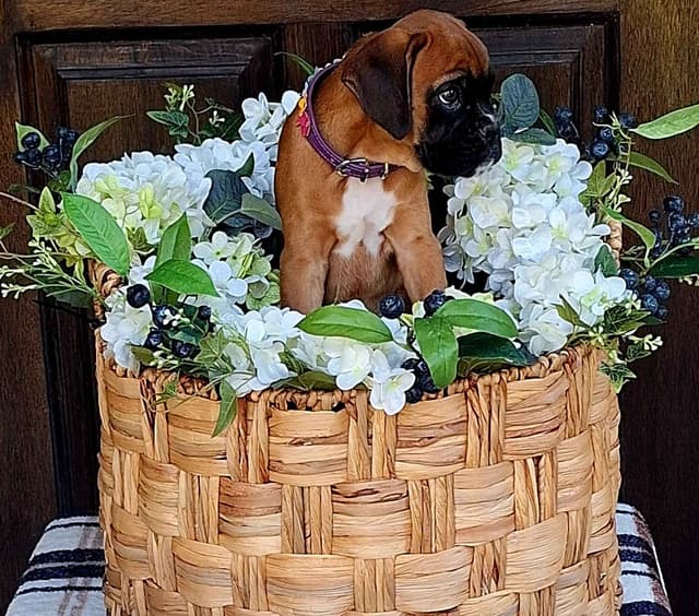 Boxer Puppies media 5