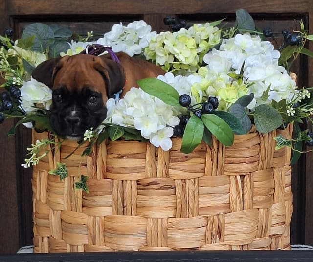 Boxer Puppies media 3