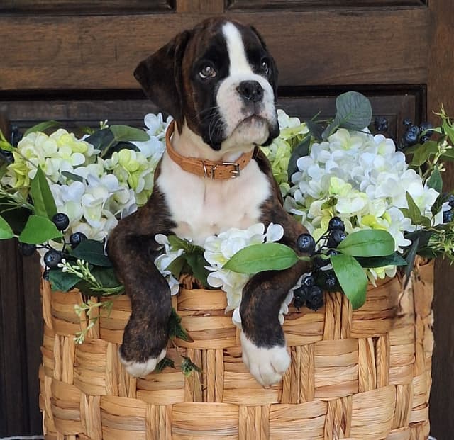 Boxer Puppies media 6