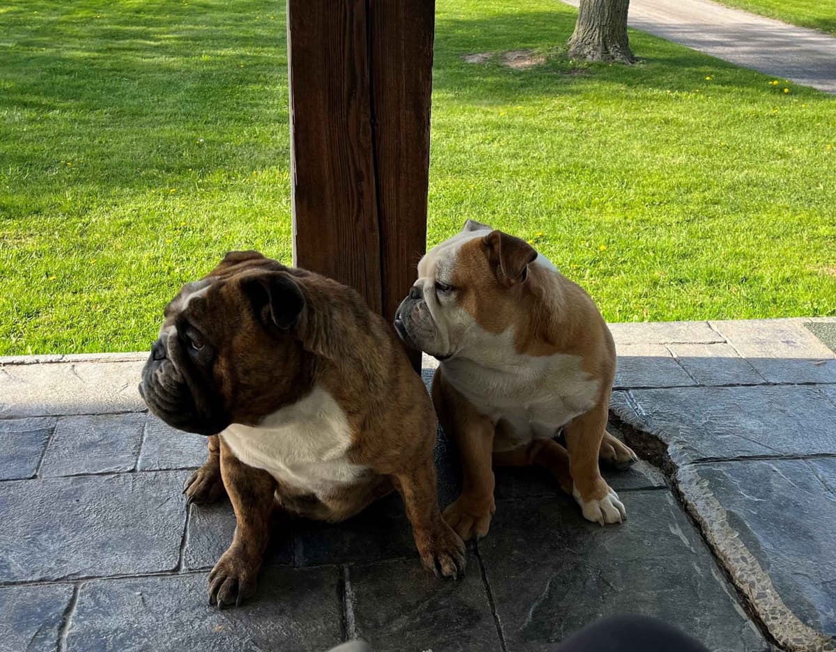 English Bulldog Puppies breeder image 1
