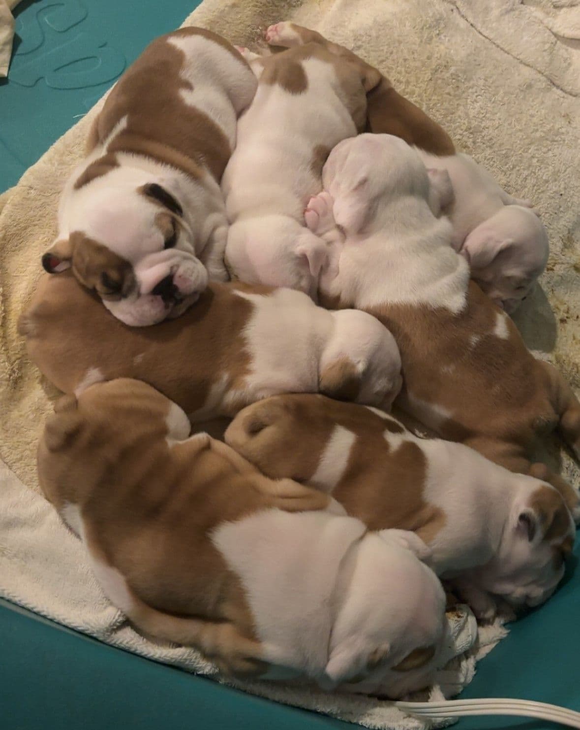 English Bulldog Puppies breeder image 4