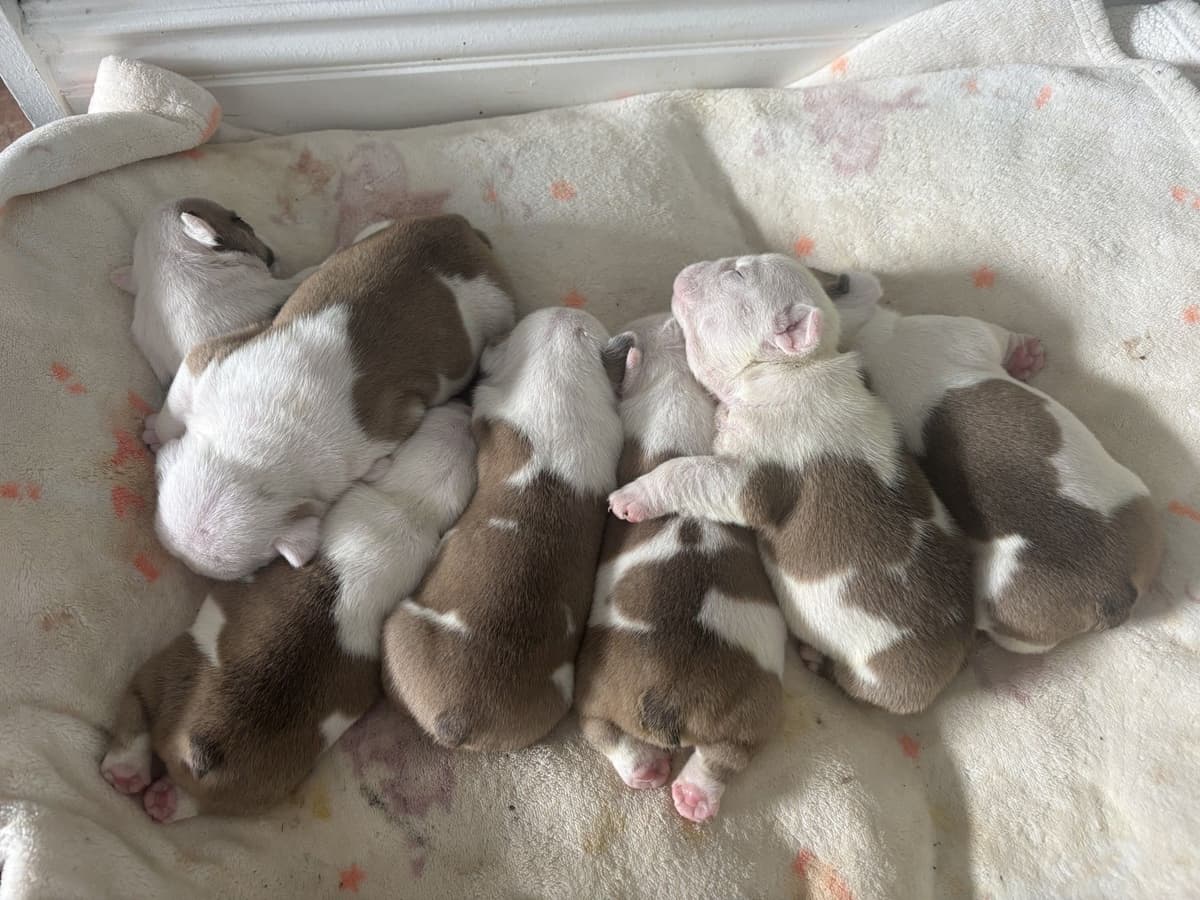 English Bulldog Puppies breeder image 5