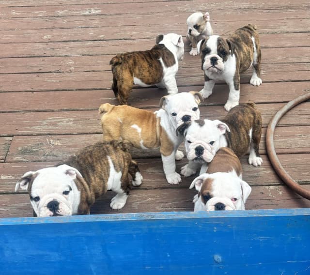 English Bulldog Puppies media 2