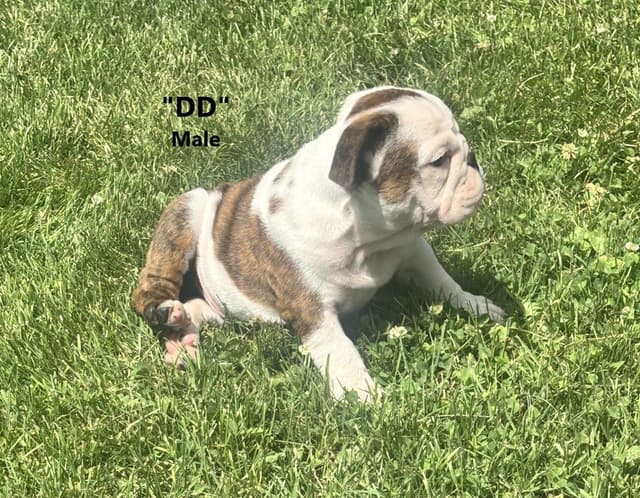 English Bulldog Puppies media 4