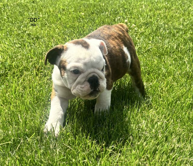English Bulldog Puppies media 3
